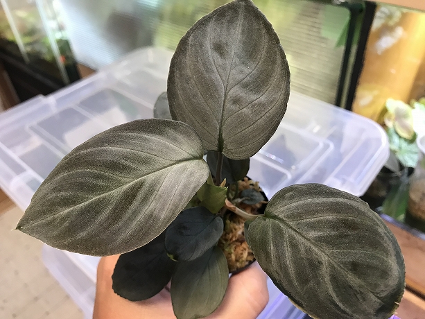ホマロメナ Homalomena sp.Platinum Velvet 黒銀 – 熱帯植物.com